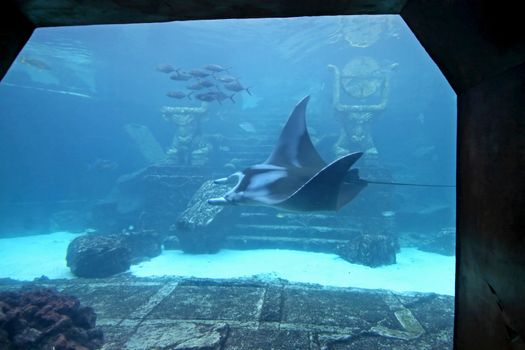 A manta ray swimming through the water