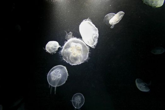 Jellyfish swimming in a tank, white in color