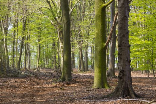 Forest in Spring, Germany