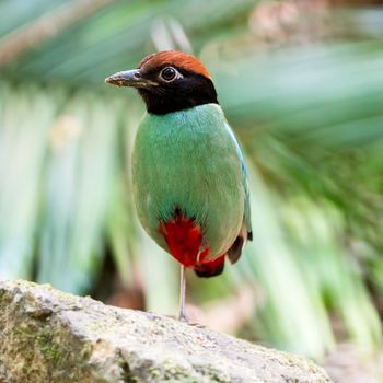 Colorful green Pitta, Hooded Pitta (Pitta sordida), standing on the rock