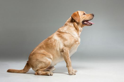 Labrador standing on gray background in studio