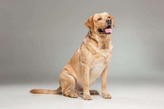 Labrador retriever, sitting in front on gray background