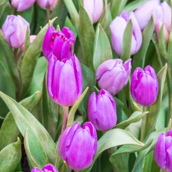 Colorful purple tulip photographed with a selective focus and a shallow depth of field