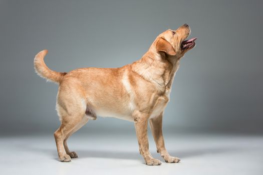 Labrador standing on gray background in studio