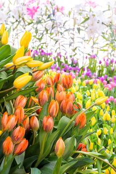 Colorful tulip blooming in summer field plantation