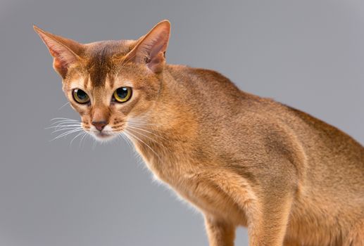 Purebred abyssinian young cat portrait isolated on gray