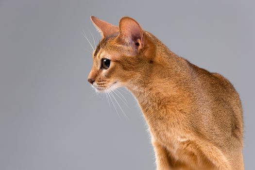 Purebred abyssinian young cat portrait on  gray background