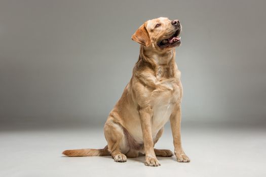 The Labrador retriever, sitting on gray background