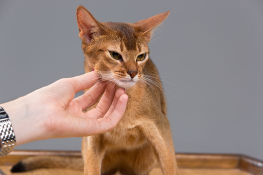 Purebred abyssinian young cat portrait isolated on gray