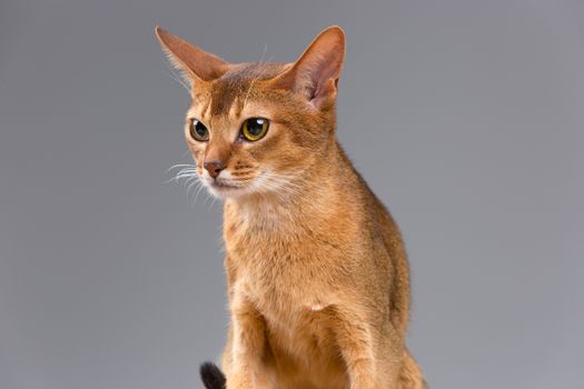 Purebred abyssinian young cat portrait isolated on gray