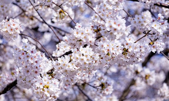 Blossoming sakura with pink flowers, closeup shot 