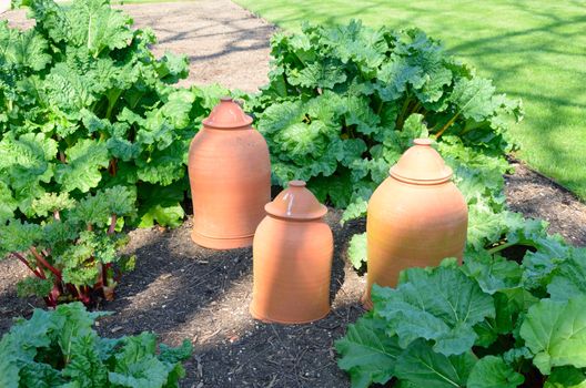 Rhubarb with forcing pots