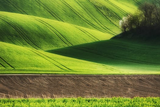 Lines and waves fields, South Moravia, Czech Republic