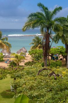 A tropical garden with palm trees overlooking the ocean with blue sky