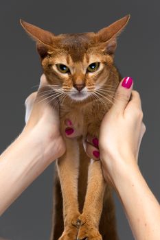 Purebred abyssinian young cat portrait on gray background