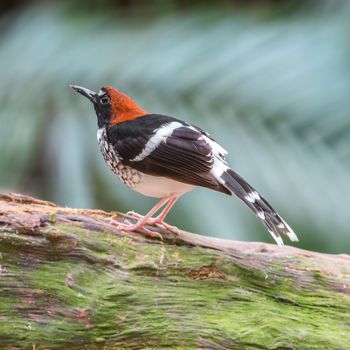 Beautiful orange bird, male Chestnut-naped Forktail bird (Enicurus ruficapillus), standing on the log, side profile