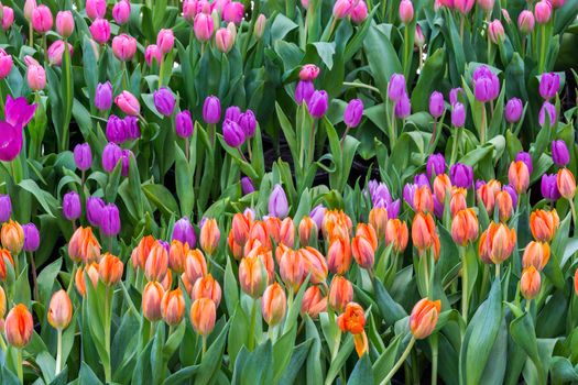 Colorful tulip blooming in summer field plantation