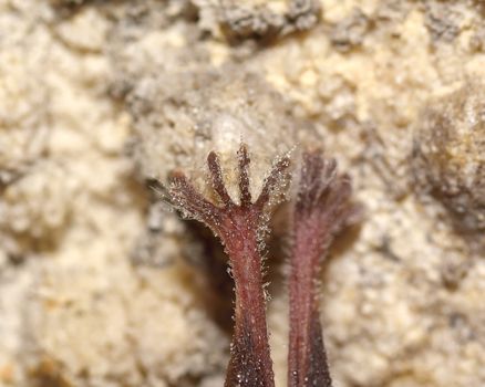 Legs of a bat. Macro shoot. Lesser Horseshoe Bat (Rhinolophus hipposideros)