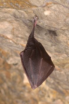 Lesser Horseshoe Bat (Rhinolophus hipposideros)