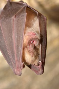 Greater horseshoe bat( Rhinolophus ferrumequinum)