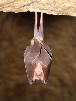 Greater horseshoe bat( Rhinolophus ferrumequinum)