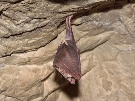 Lesser Horseshoe Bat (Rhinolophus hipposideros)