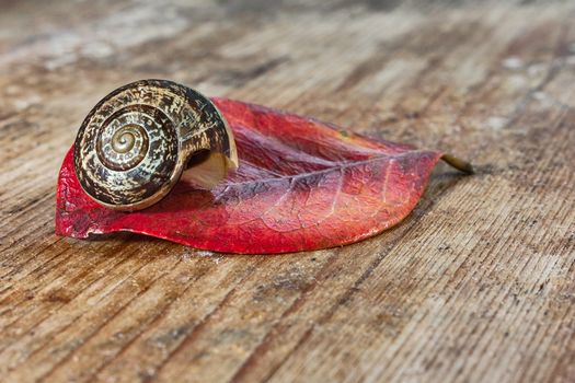 snail on a red leaf and wood base
