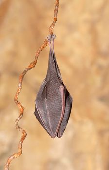 Lesser Horseshoe Bat (Rhinolophus hipposideros)