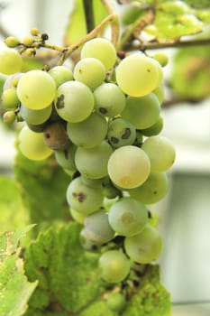 Bunch Of White Grape In The Vineyard