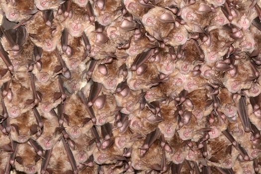 Colony of horseshoe bats. Greater horseshoe bat rhinolophus ferrumequinum