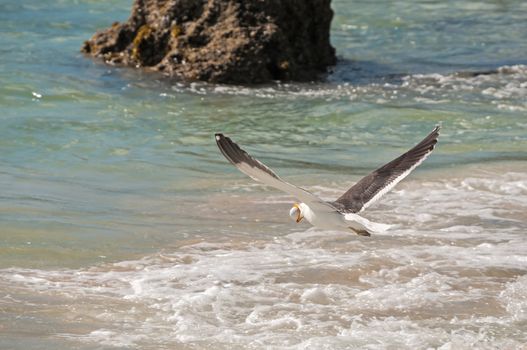 A Gull stealing the egg of an endangered African Penguin at the Boulders section of the Table Mountain National Park in Simons Town