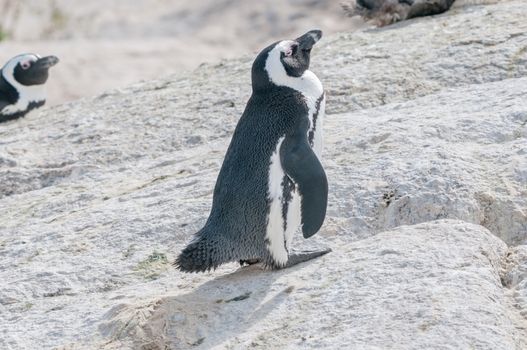 The Boulders section of the Table Mountain National Park in Simons Town is home to a land-based colony of endangered African Penguins.