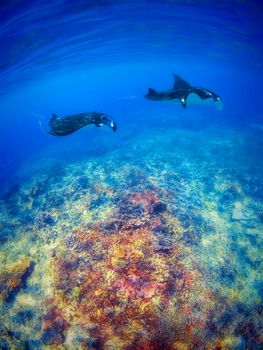 Manta rays filter feeding above a coral reef in the blue Komodo waters