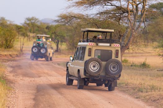 Open roof 4x4  safari jeeps on african wildlife safari. 