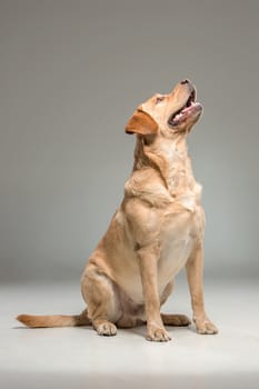 The Labrador retriever, sitting on gray background