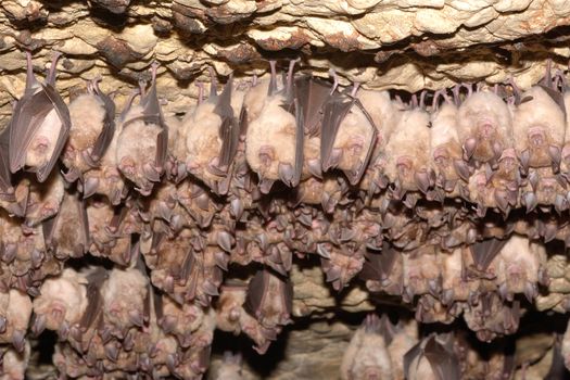 Group of Greater horseshoe bat (Rhinolophus ferrumequinum)