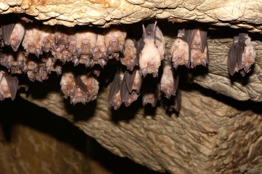 Group of Greater horseshoe bat (Rhinolophus ferrumequinum) 