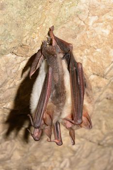 Greater mouse-eared bat ( Myotis myotis)