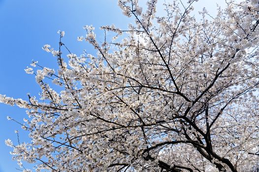 Blossoming sakura with pink flowers, closeup shot 