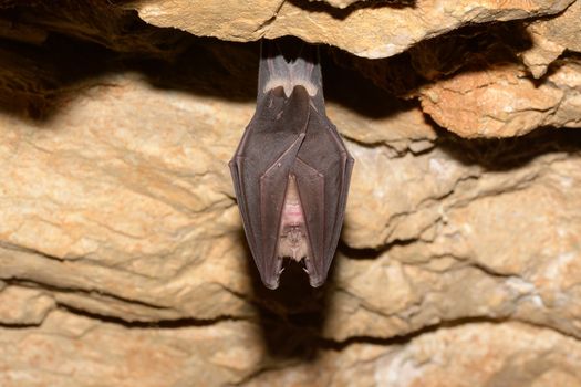 Greater horseshoe bat( Rhinolophus ferrumequinum)