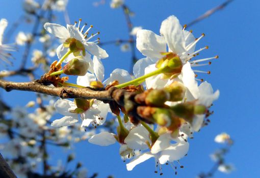 Picture of a blossoming plum  tree 