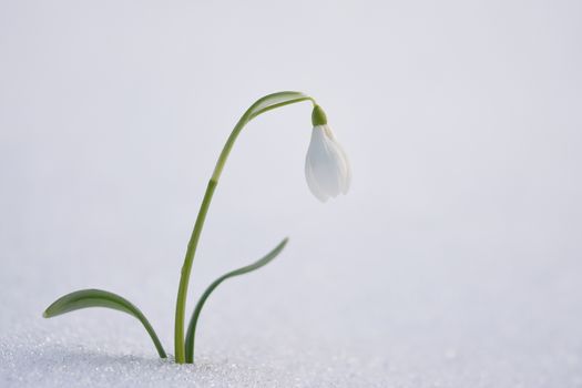 Spring snowdrop flower in the snow 