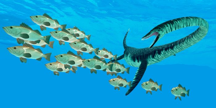 An Elasmosaurus marine reptile hunts a school of Bocaccio fish in Cretaceous seas.