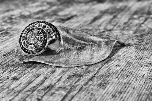 snail on a red leaf and wood base