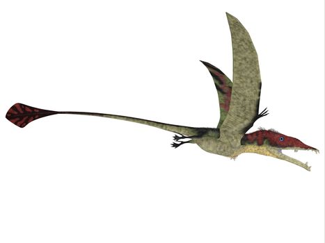 Eudimorphodon was a predatory flying reptile that lived in the Triassic Period and found in Italy.