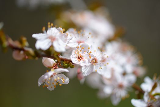 wax cherry flowers in bloom