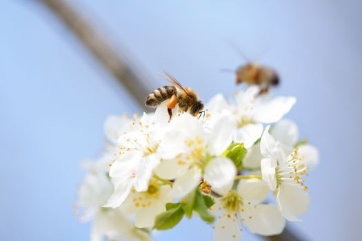 Honey bee in flight approaching blossoming wax cherry  flowers