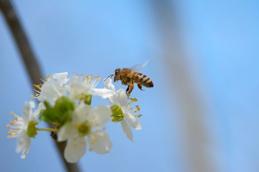 Honey bee in flight approaching blossoming wax cherry  flowers