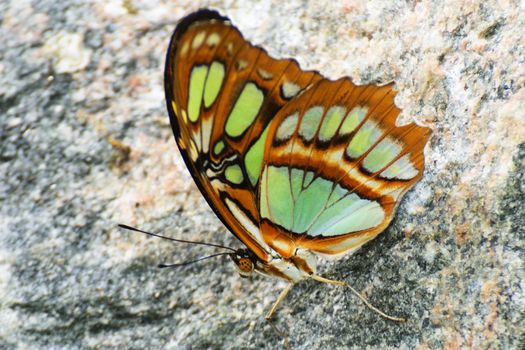 Brown and green Butterfly on rock