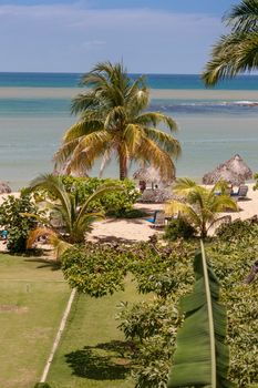 A tropical garden with palm trees overlooking the ocean with blue sky